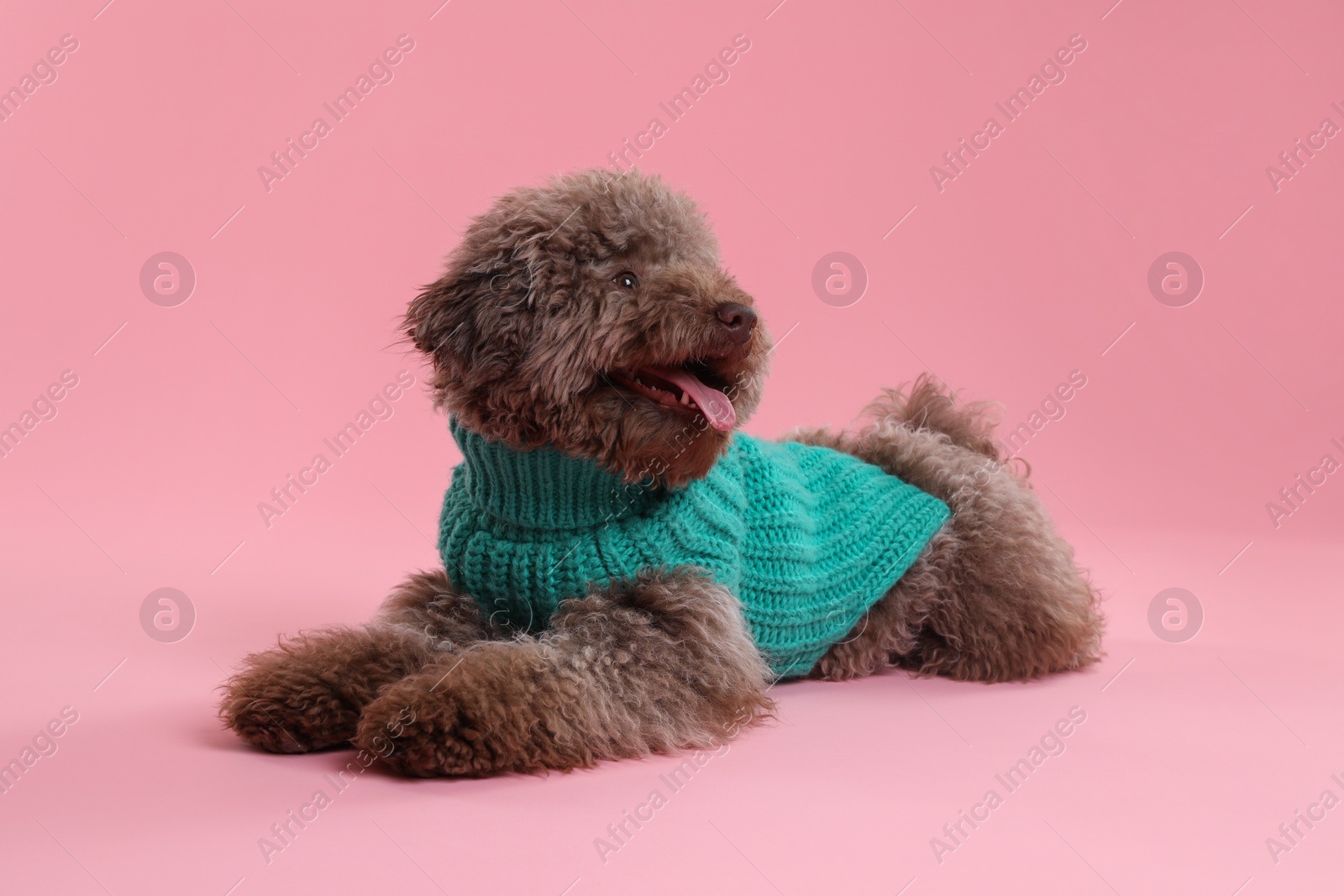 Photo of Cute Toy Poodle dog in knitted sweater on pink background