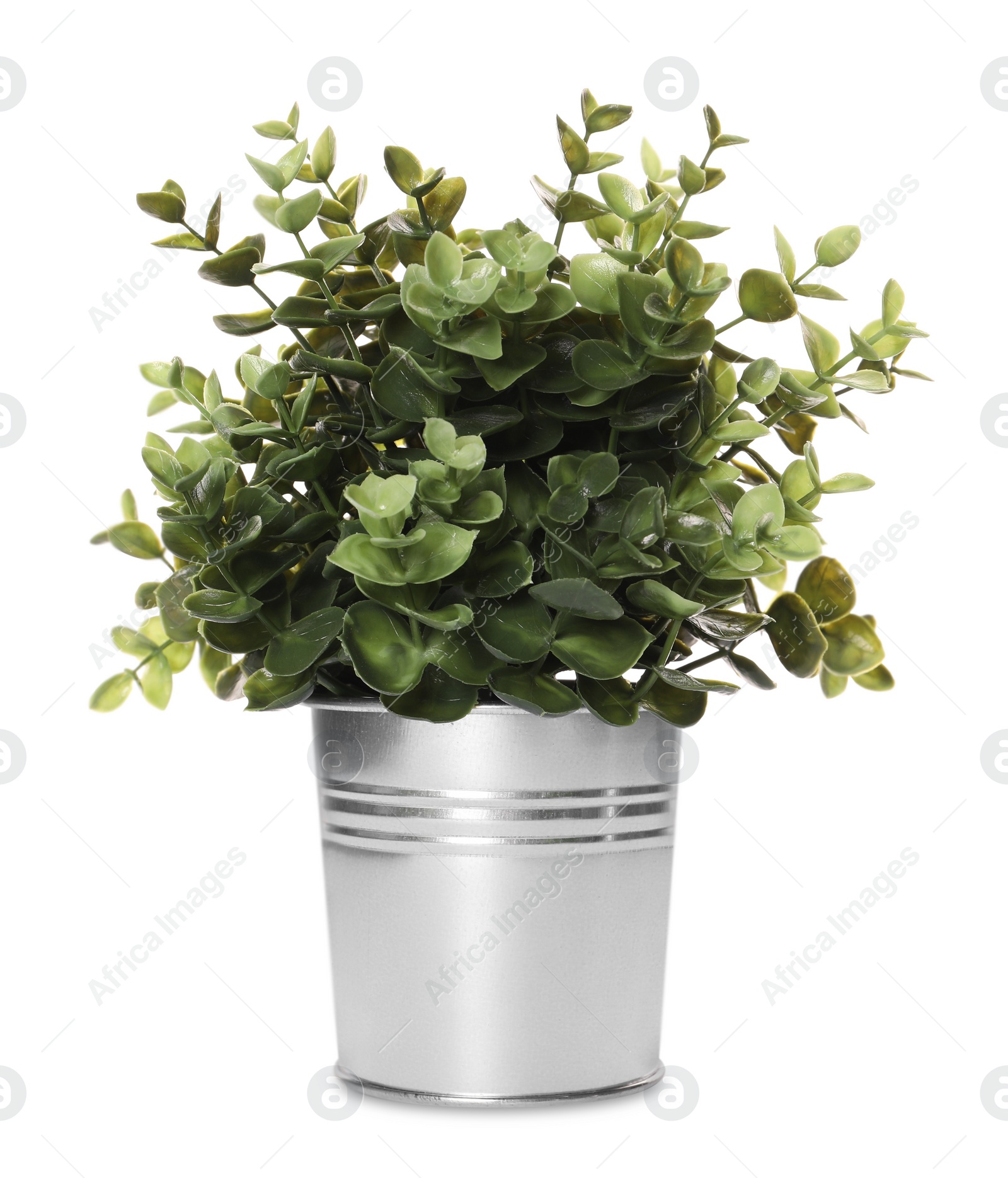Photo of Artificial potted oregano on white background. Home decor