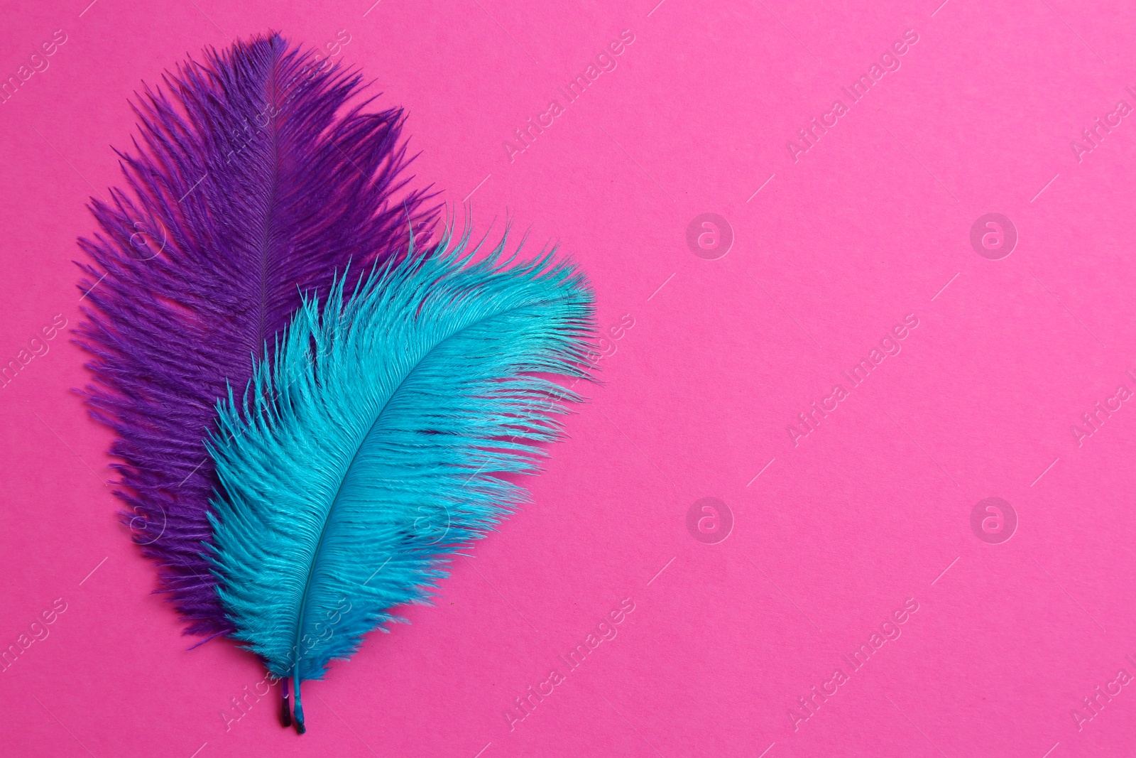 Photo of Beautiful violet and light blue feathers on pink background, top view. Space for text