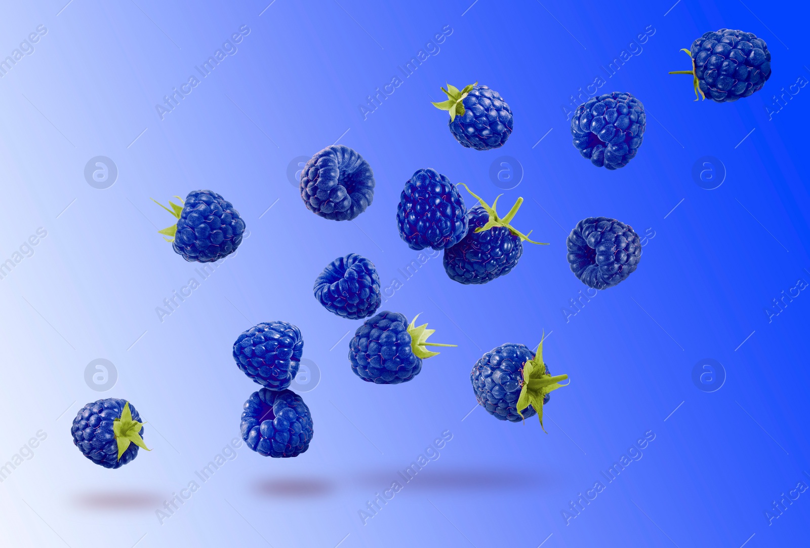 Image of Many fresh blue raspberries falling on blue background