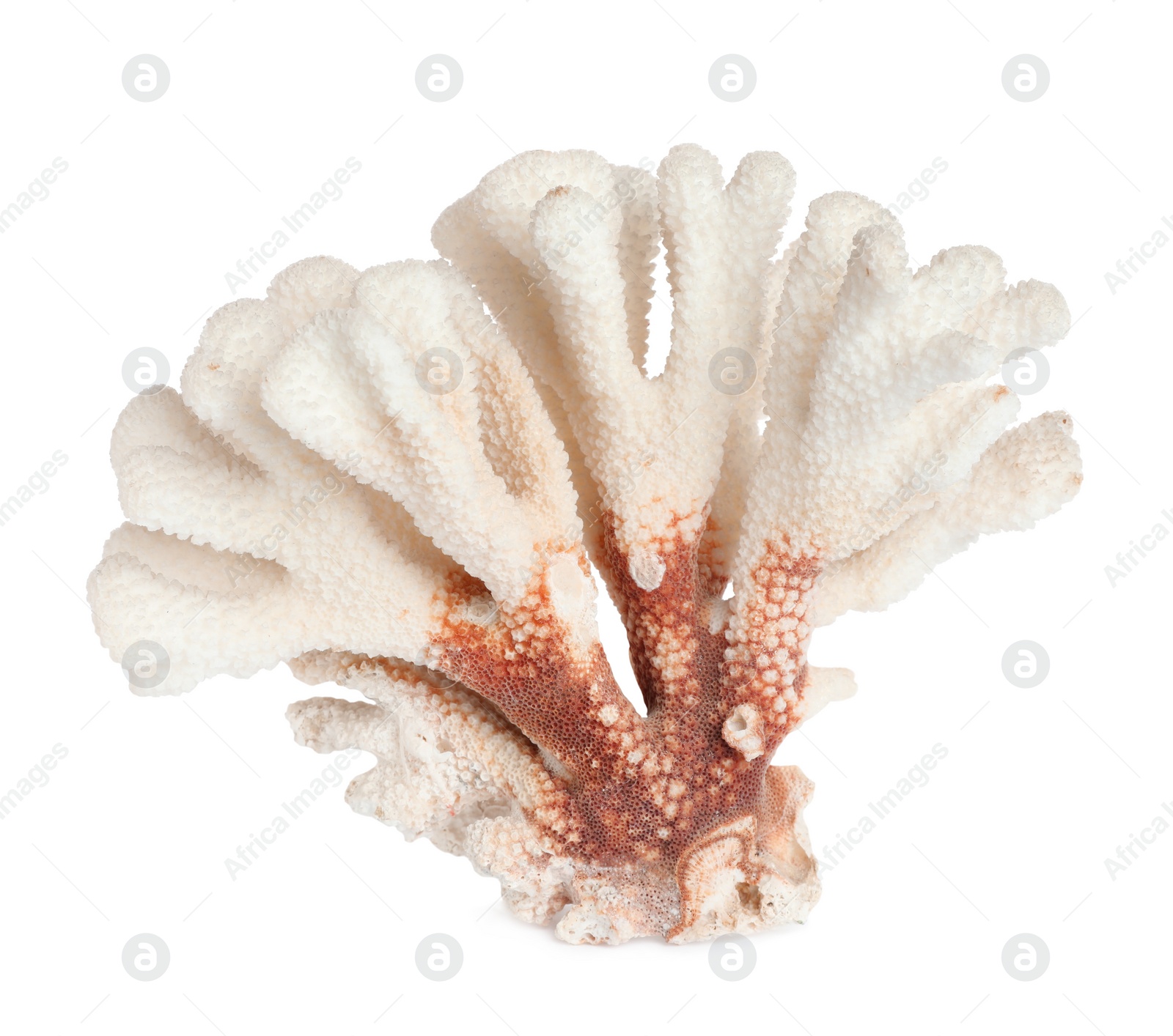 Photo of Beautiful exotic sea coral isolated on white