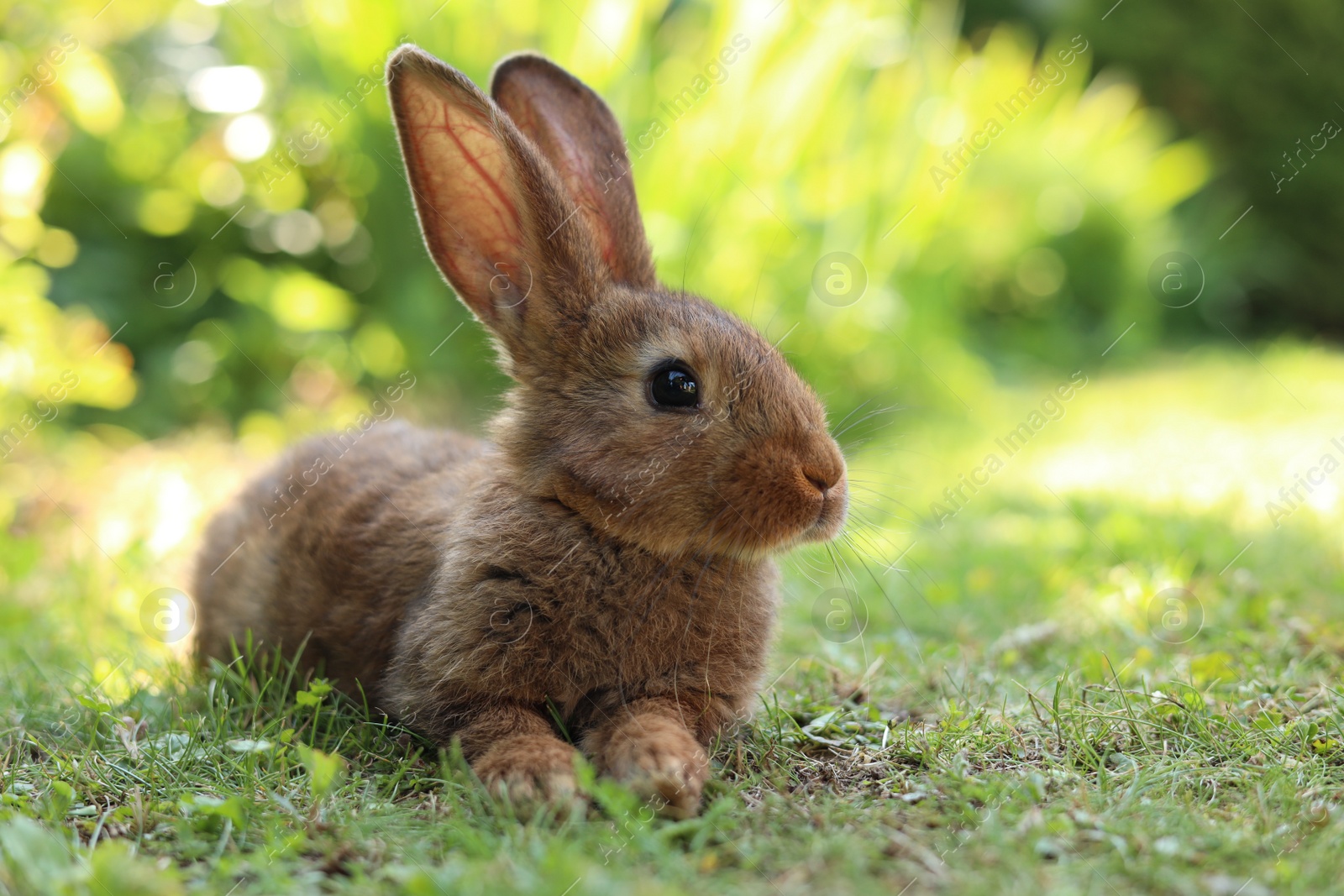 Photo of Cute fluffy rabbit on green grass outdoors. Space for text