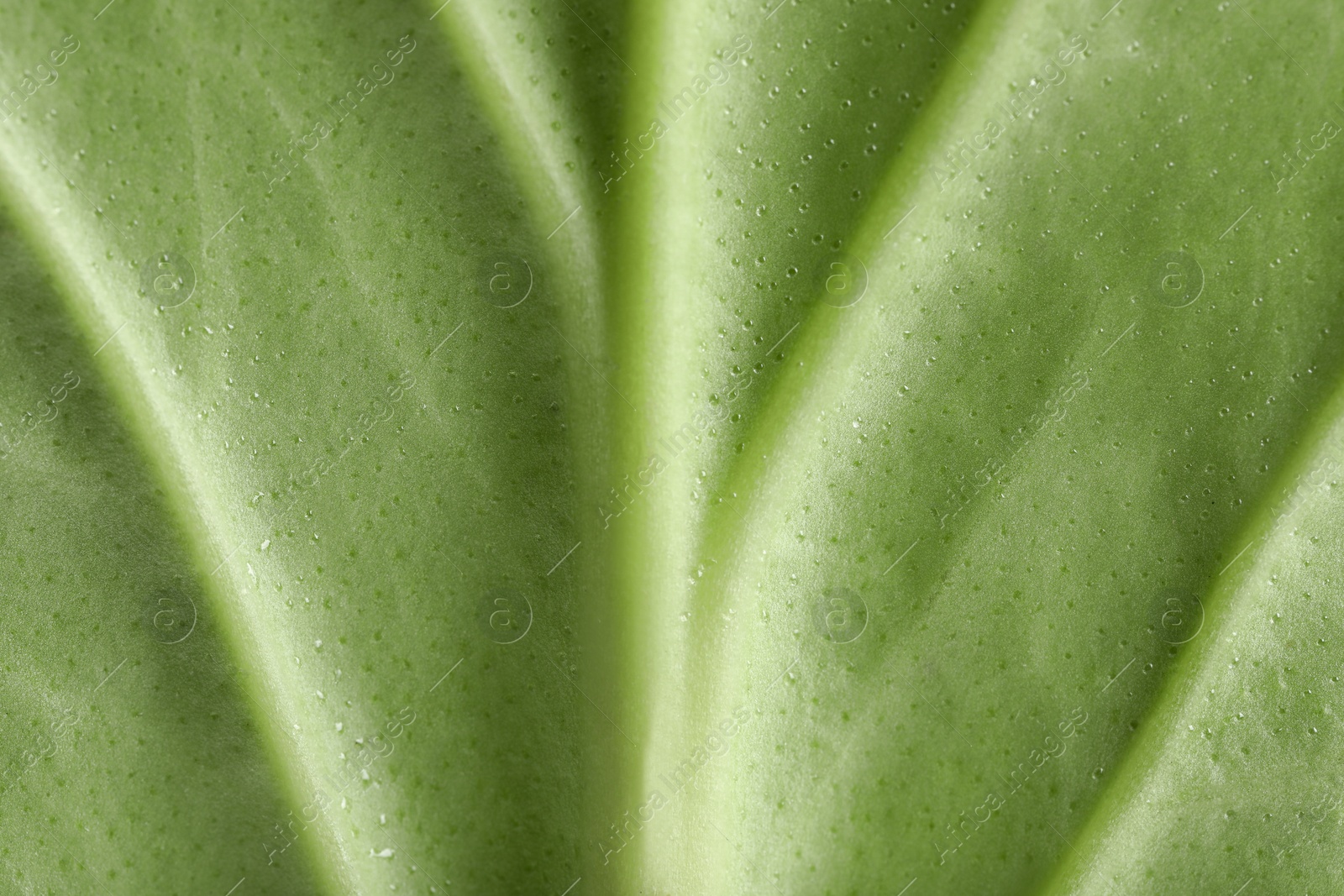 Photo of Texture of green leaf as background, macro photo