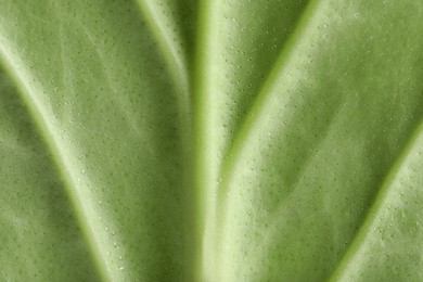 Photo of Texture of green leaf as background, macro photo
