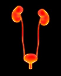 Image of Human urinary system on black background, vector illustration