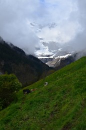 Beautiful view of mountains covered with fog and cows grazing on meadow