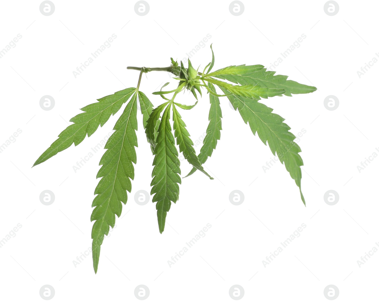 Photo of Lush green hemp leaves isolated on white