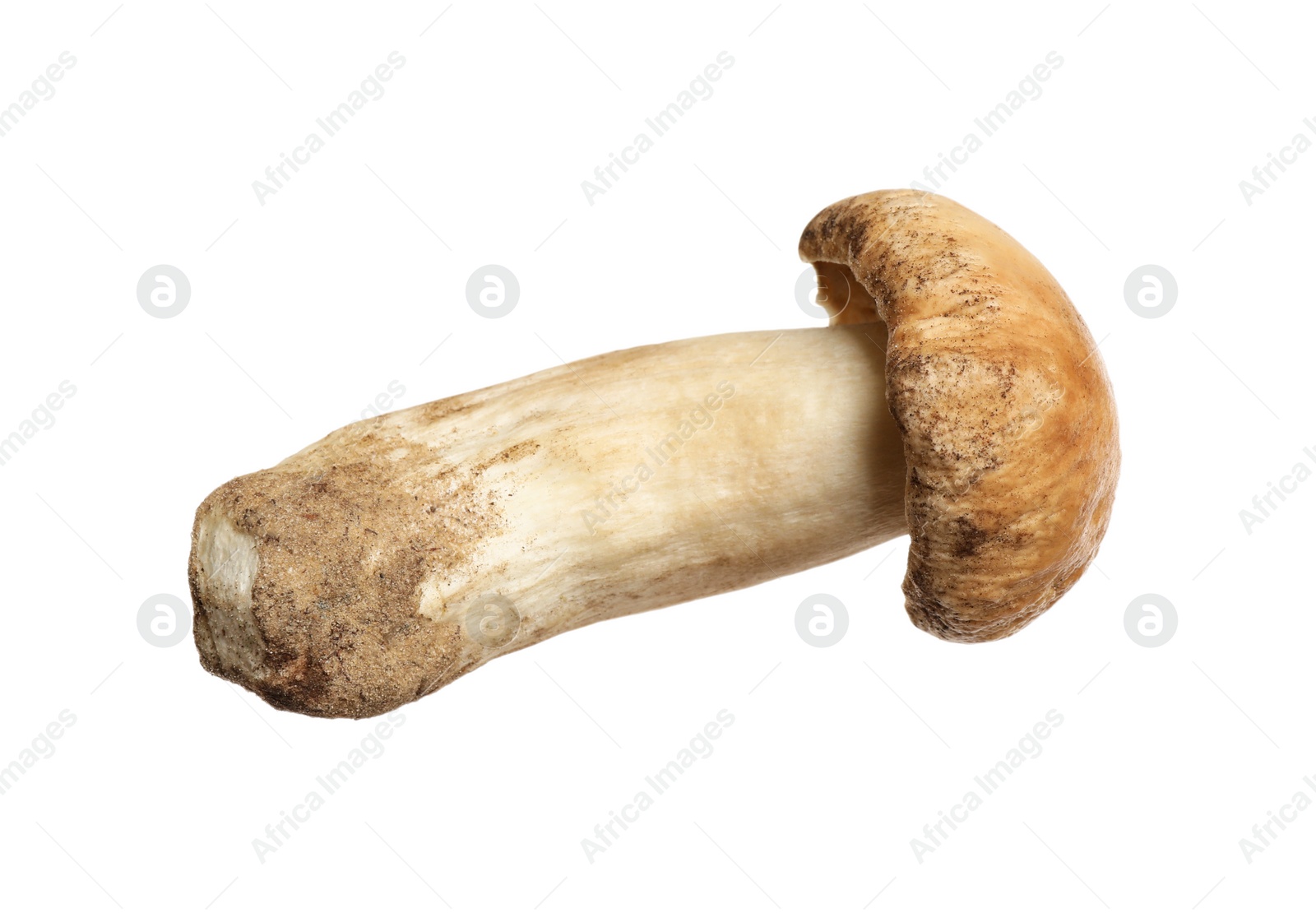 Photo of Fresh wild porcini mushroom isolated on white
