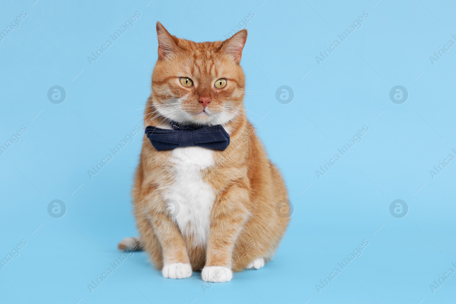 Photo of Cute cat with bow tie on light blue background