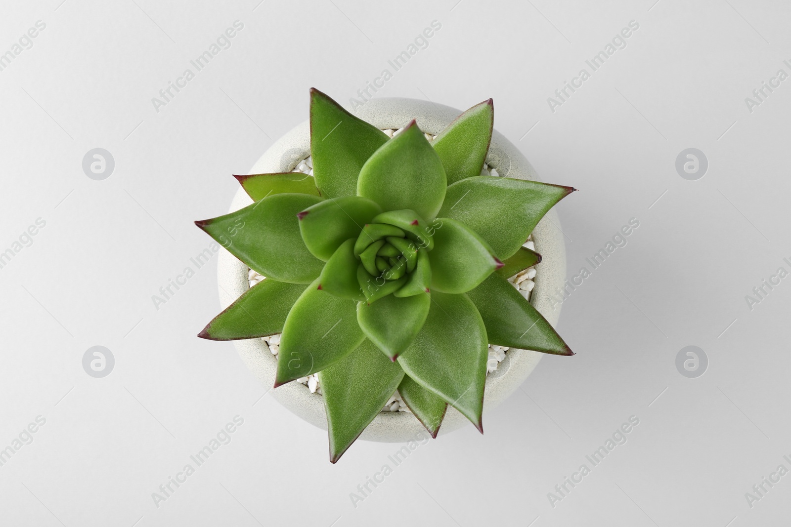 Photo of Beautiful succulent plant in pot on light background, top view