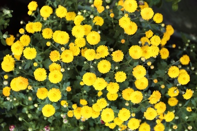 Beautiful blooming chrysanthemum flowers as background, closeup