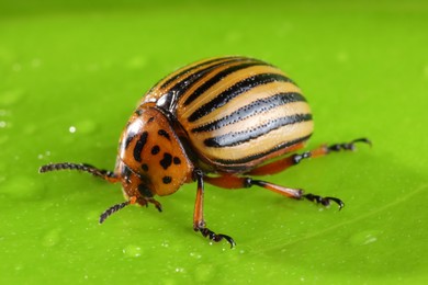 Photo of One colorado beetle on green leaf, macro view