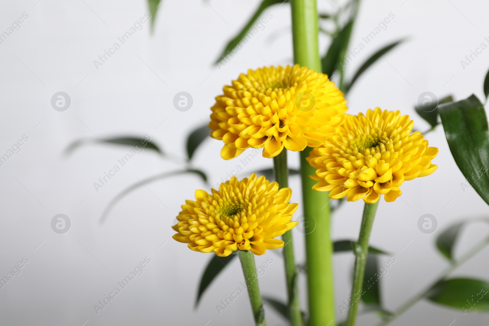 Photo of Beautiful ikebana for stylish house decor. Floral composition with fresh chrysanthemum flower and branches on blurred background, closeup