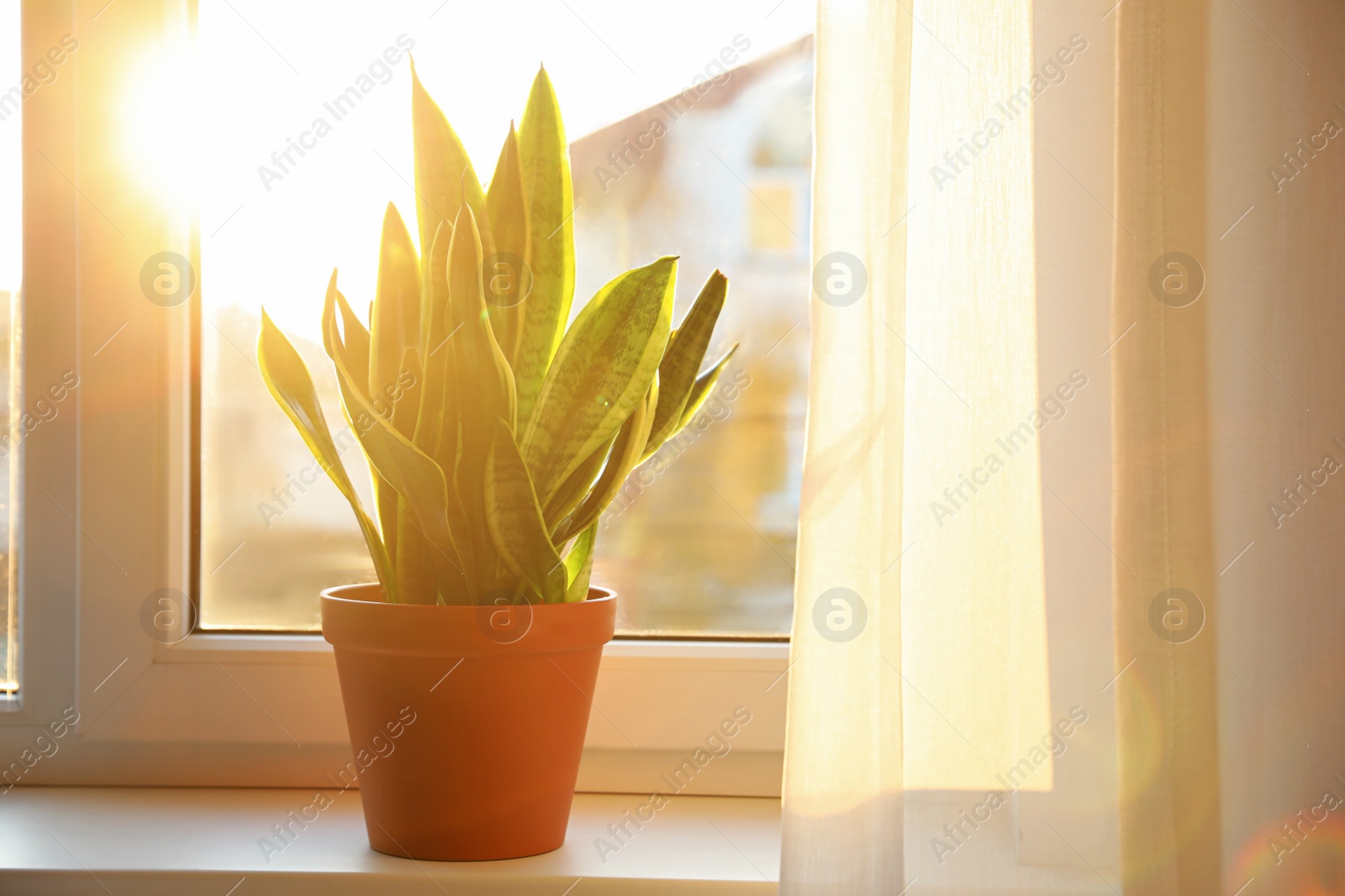 Photo of Potted Sansevieria plant on window sill at home. Space for text