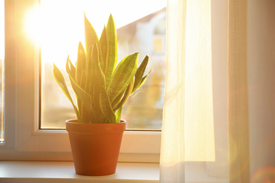 Photo of Potted Sansevieria plant on window sill at home. Space for text