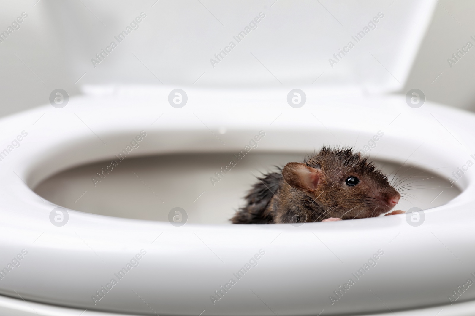 Photo of Wet rat on toilet bowl in bathroom. Pest control