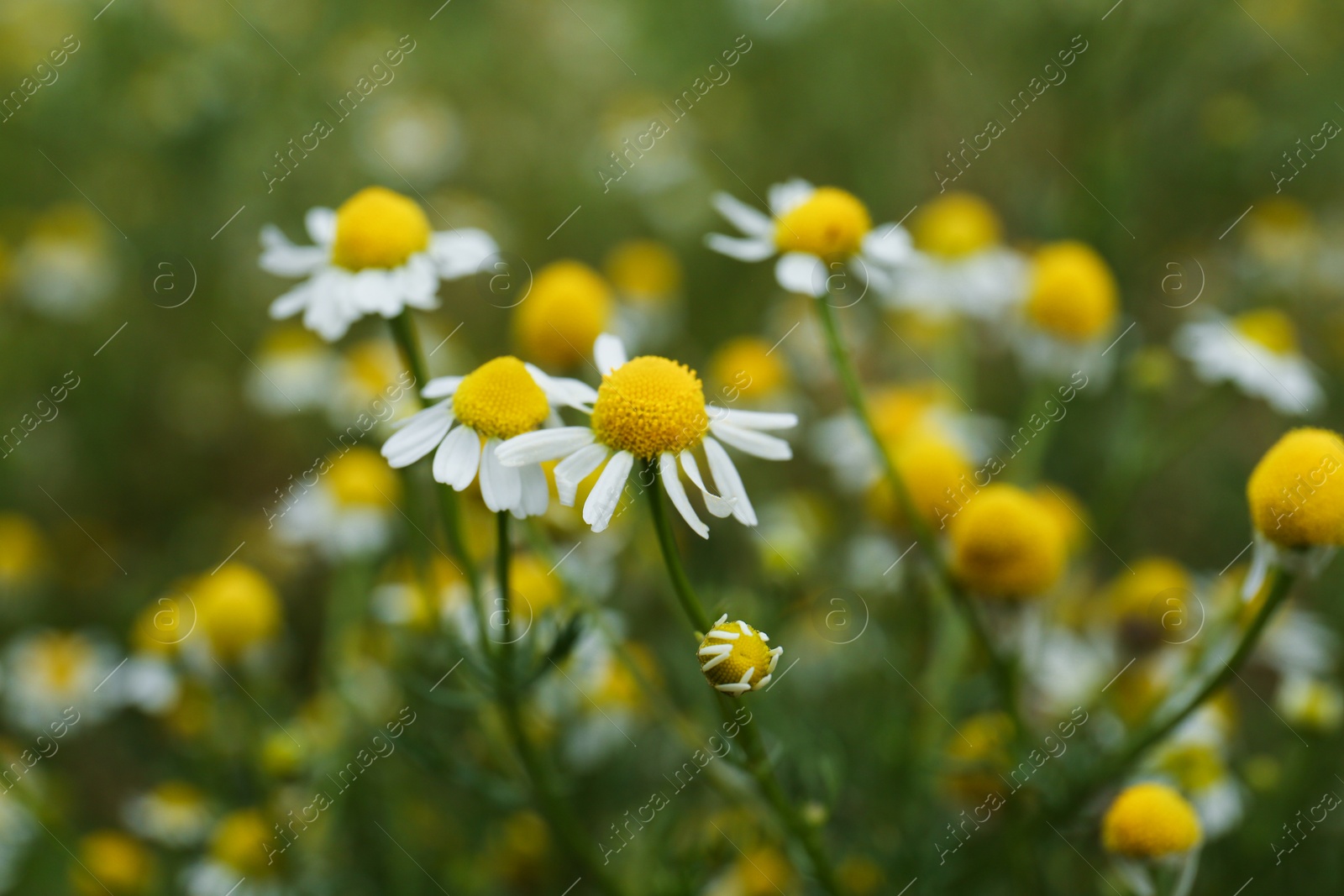 Photo of Many beautiful chamomile flowers growing in field, closeup