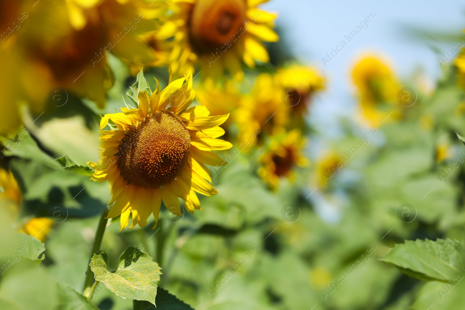 Photo of Beautiful sunflower growing in field, closeup view