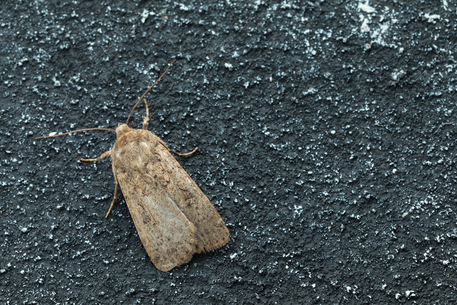 Photo of Paradrina clavipalpis moth on black textured background, top view. Space for text