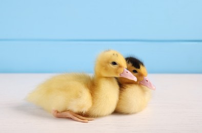 Baby animals. Cute fluffy ducklings on white wooden table near light blue wall, space for text