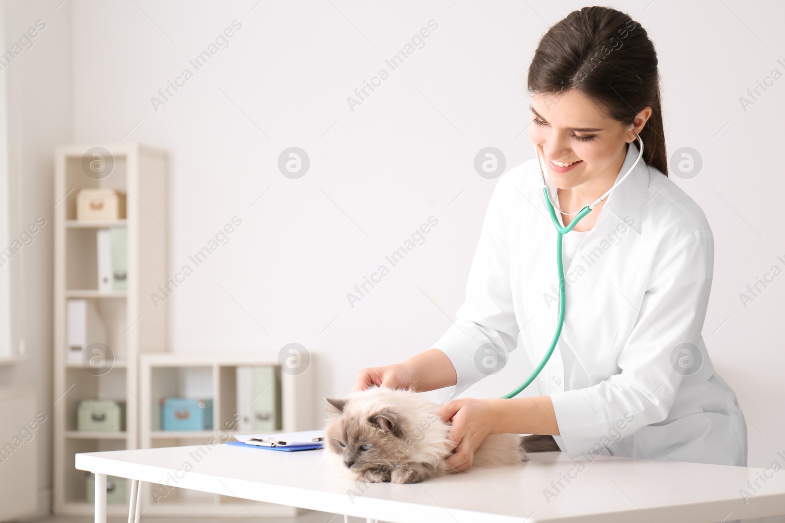 Photo of Young veterinarian examining cat in clinic