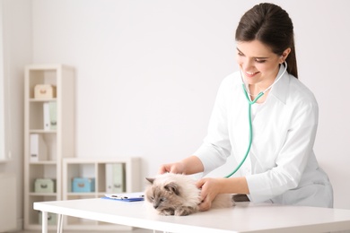 Photo of Young veterinarian examining cat in clinic