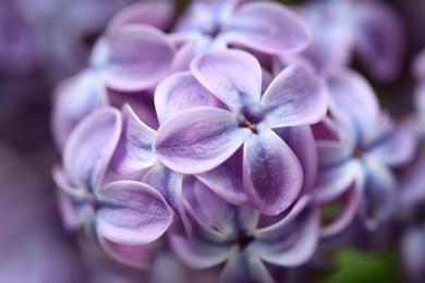 Photo of Beautiful blossoming lilac flowers on blurred background, closeup