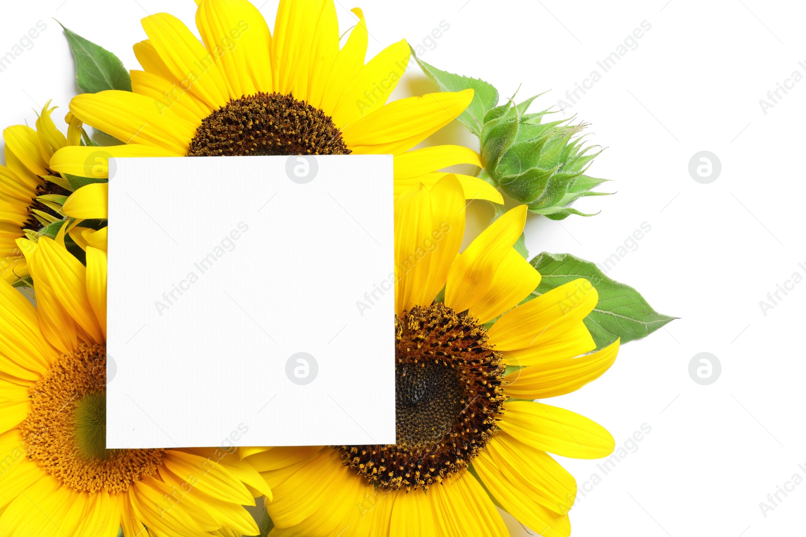 Photo of Beautiful bright sunflowers and card on white background