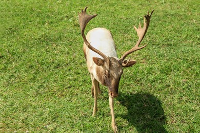 Photo of Beautiful deer stag on green grass in safari park