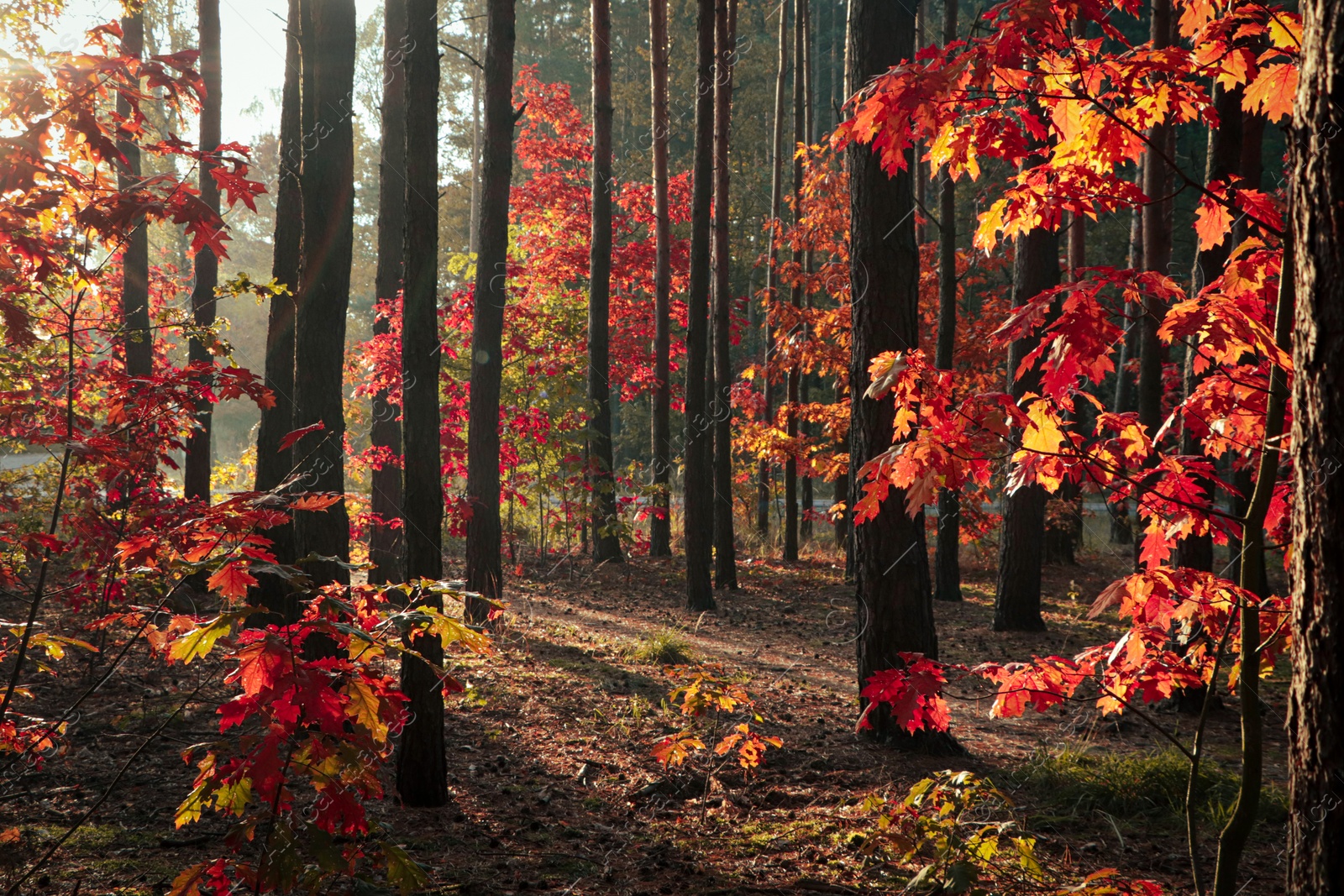 Photo of Picturesque view of forest with trees on sunny day. Autumn season