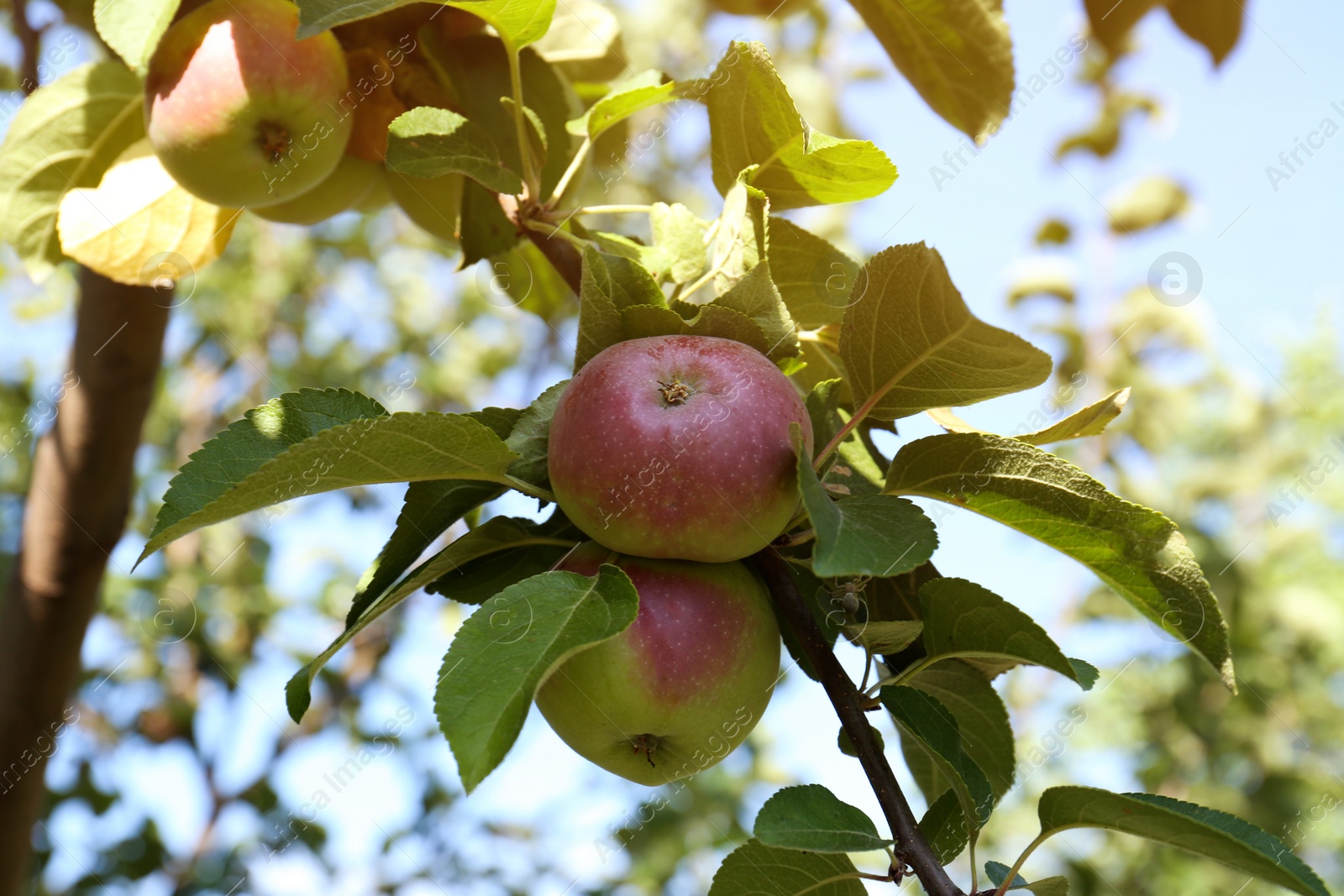 Photo of Fresh and ripe apples on tree branch, closeup