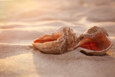 Beautiful shells on sandy beach near sea