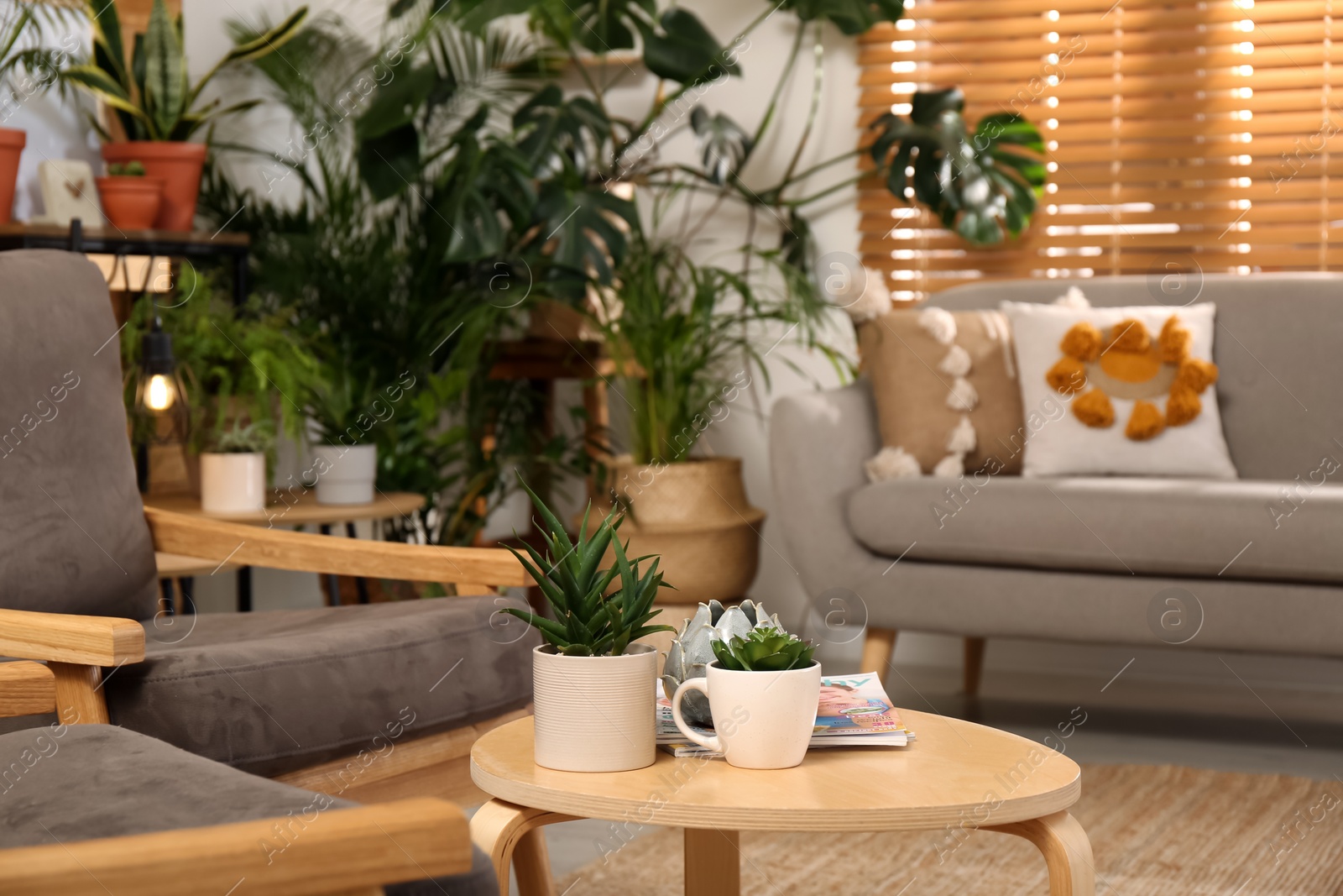 Photo of Stylish room with beautiful plants, focus on table. Interior design