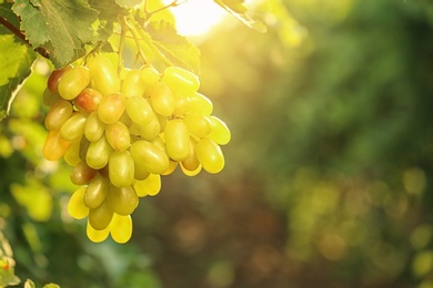 Bunch of fresh ripe juicy grapes against blurred background