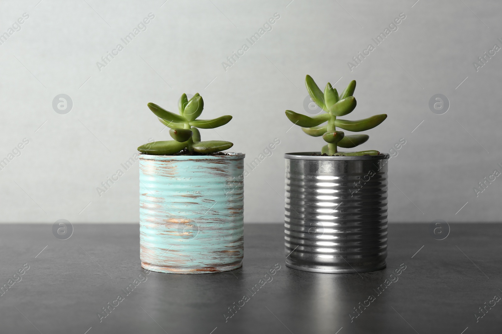 Photo of Echeveria plants in tin cans on grey stone table