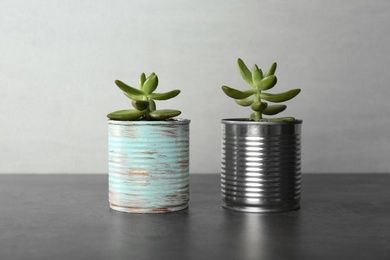 Echeveria plants in tin cans on grey stone table