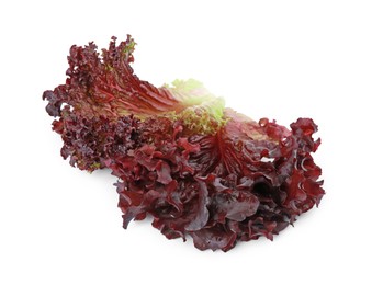 Leaves of fresh red coral lettuce isolated on white