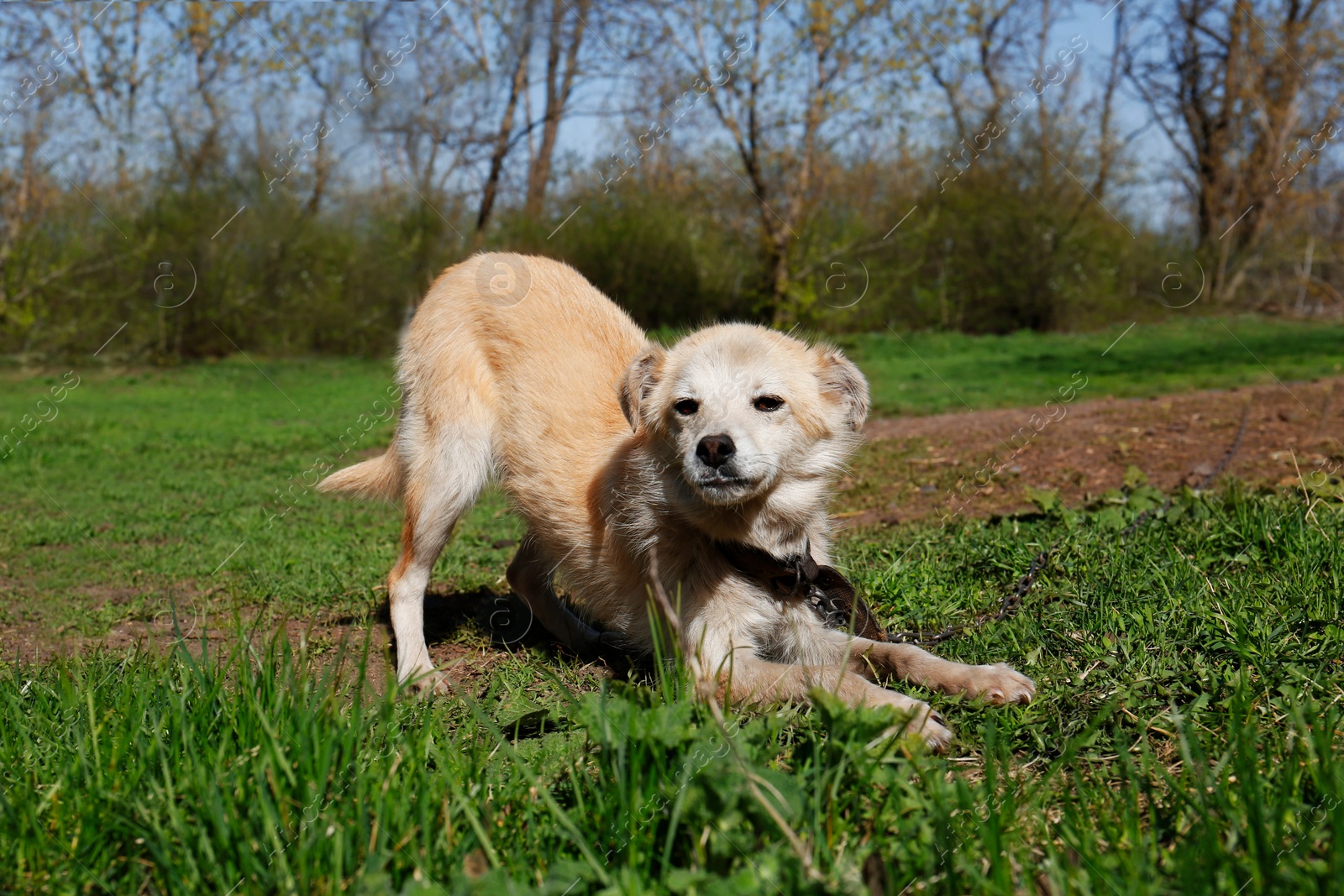 Photo of Adorable yellow dog on chain in village