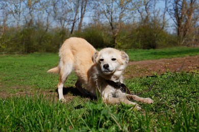 Photo of Adorable yellow dog on chain in village