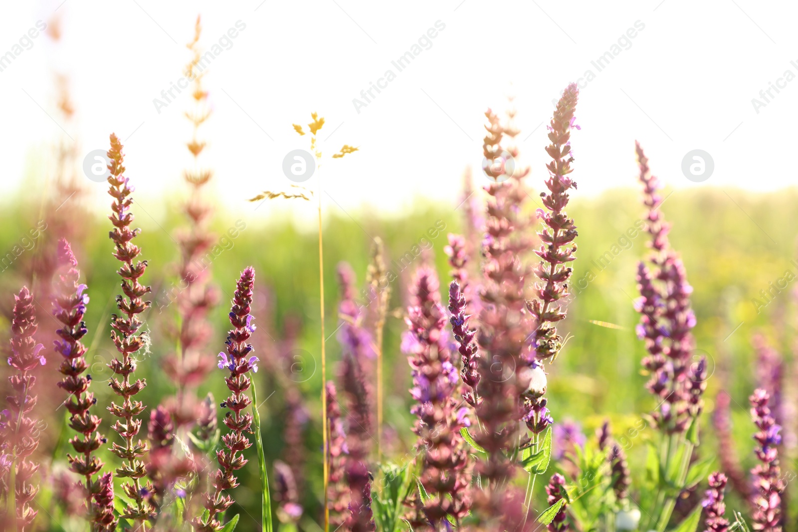 Photo of Beautiful wild flowers outdoors. Amazing nature in summer