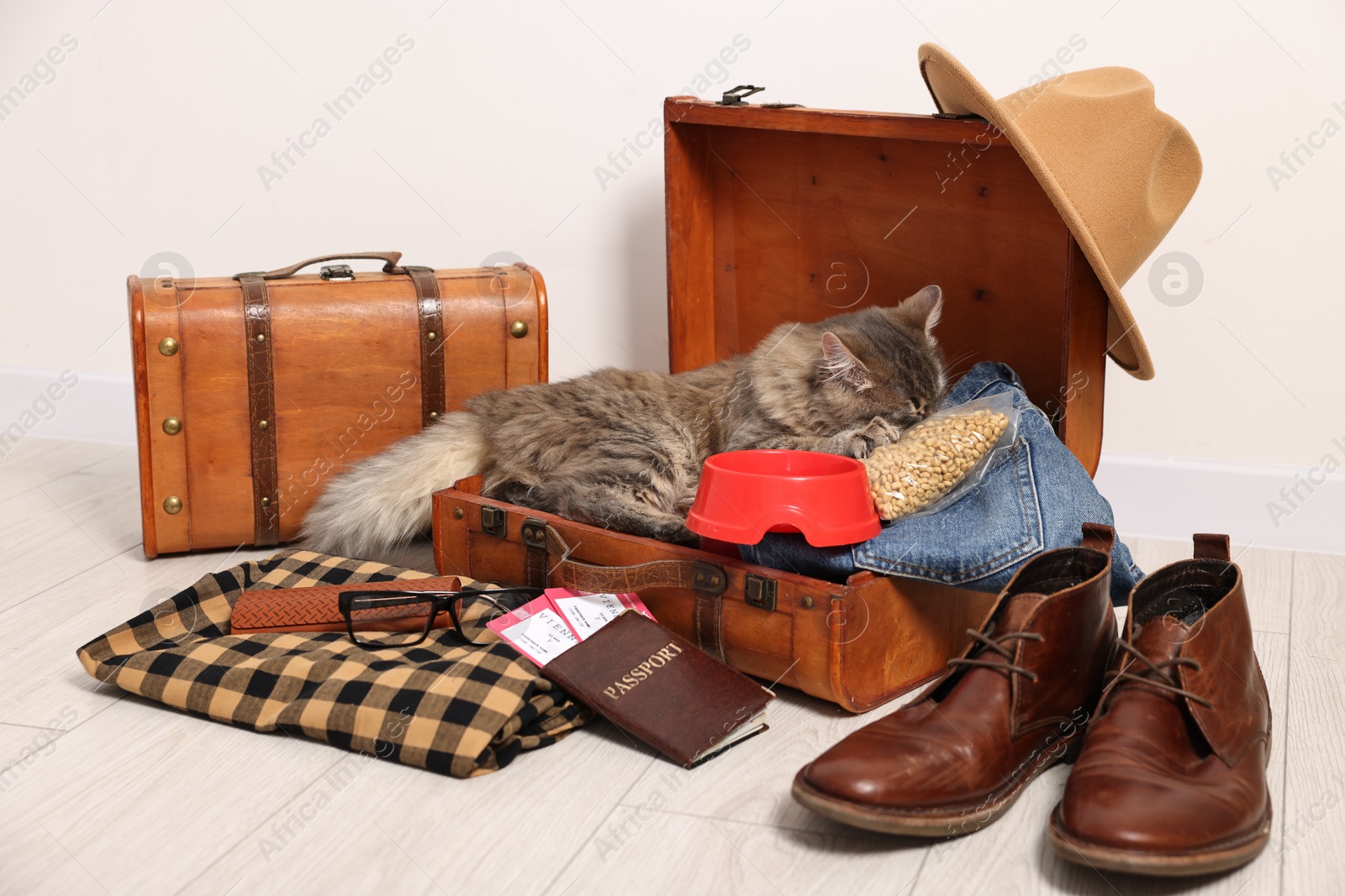 Photo of Travel with pet. Cat, clothes, passport, tickets, dry food and suitcases indoors