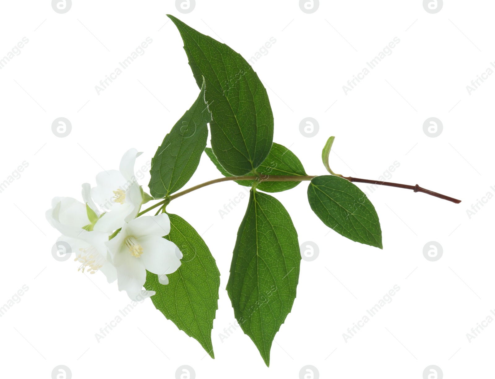 Photo of Branch of jasmine flowers and leaves isolated on white