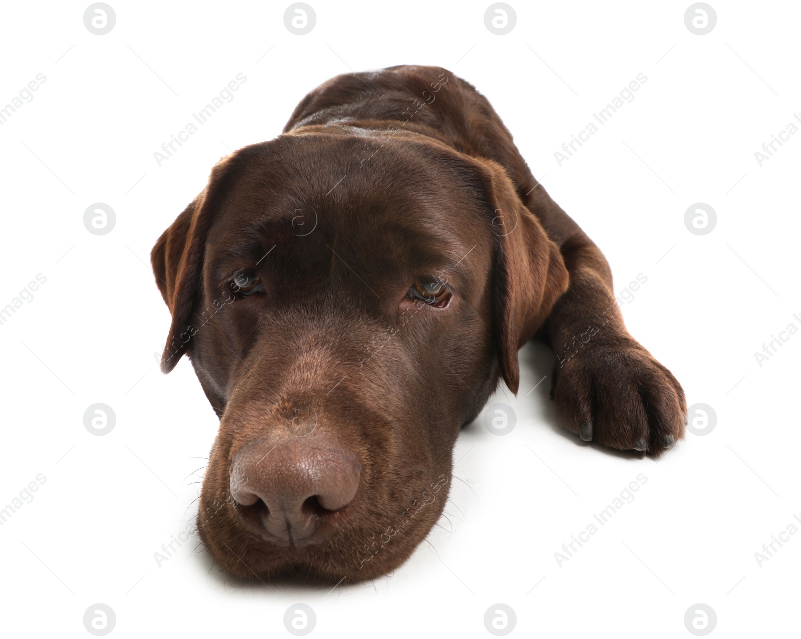 Photo of Chocolate labrador retriever lying on white background