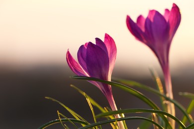 Photo of Fresh purple crocus flowers growing in spring morning