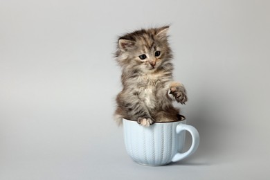 Photo of Cute kitten in cup on light grey background. Space for text
