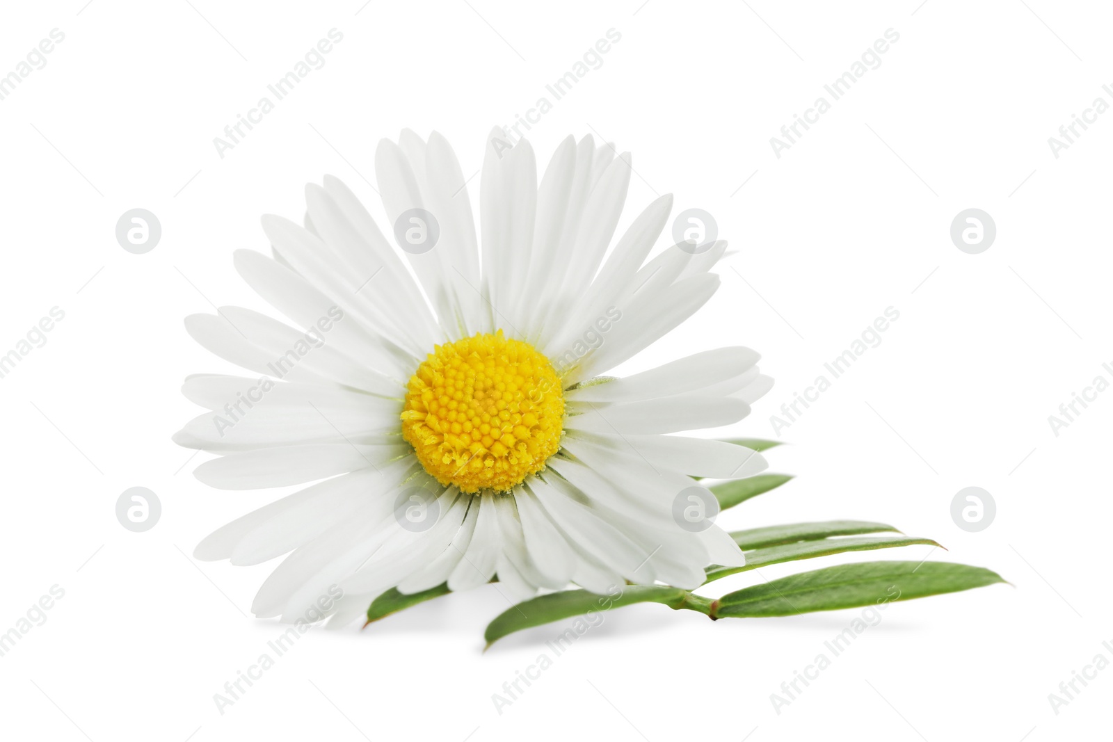 Photo of Beautiful daisy flower and green leaves on white background