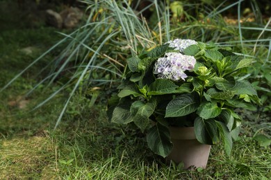 Photo of Beautiful blooming hortensia plant in pot outdoors. Space for text