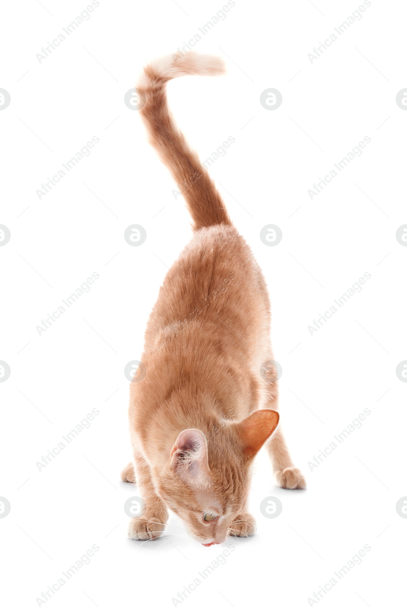 Photo of Adorable yellow tabby cat on white background