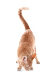 Photo of Adorable yellow tabby cat on white background