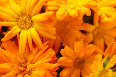 Photo of Beautiful fresh calendula flowers as background, closeup